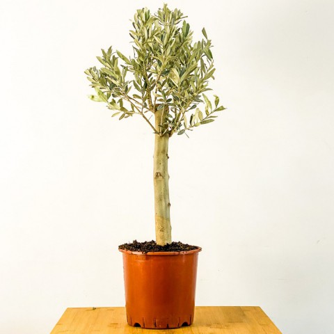 Bonsai Zeytin Olea Europeana Macro Bonsai 5 Adet