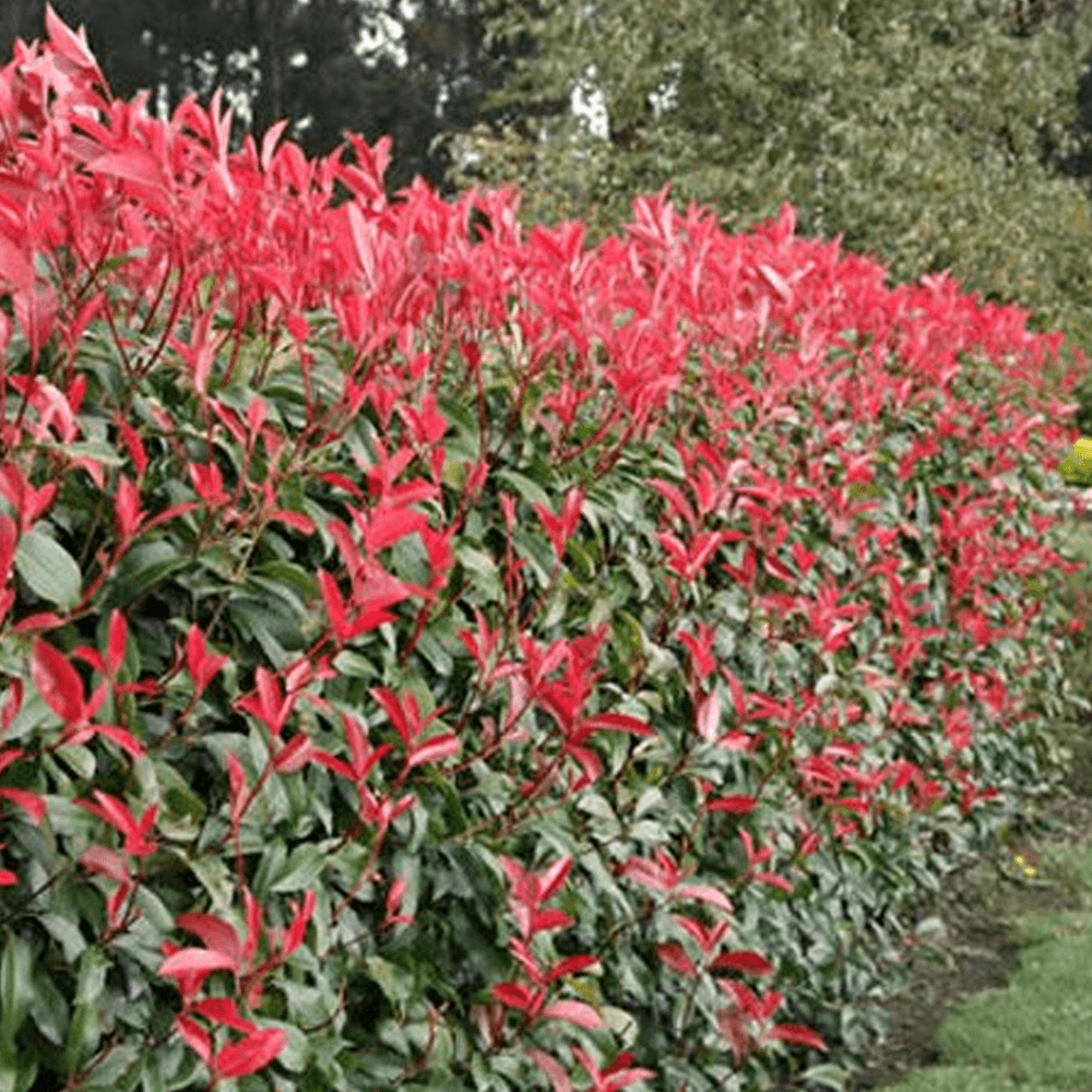 Boylu Alev Çalısı 10 Adet Boylu Alev Çalısı 10 Adet