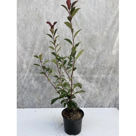 Boylu Alev Çalısı 10 Adet