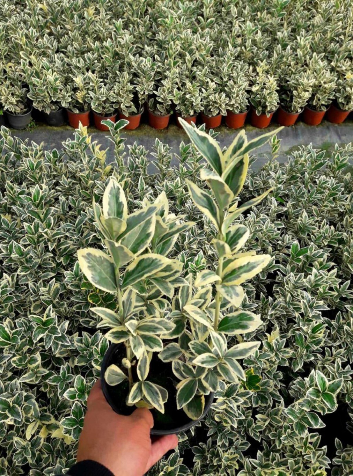Bravo Taflan Euonymus Japonica Bravo 10 Adet Bravo Taflan Euonymus Japonica Bravo 10 Adet