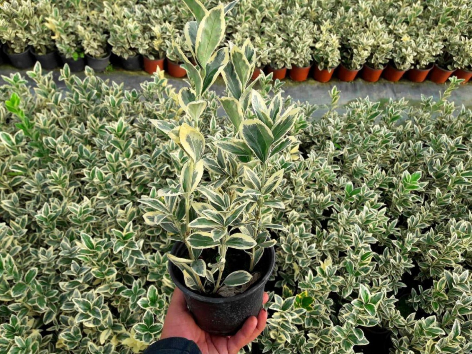 Bravo Taflan Euonymus Japonica Bravo 5 Adet Bravo Taflan Euonymus Japonica Bravo 5 Adet