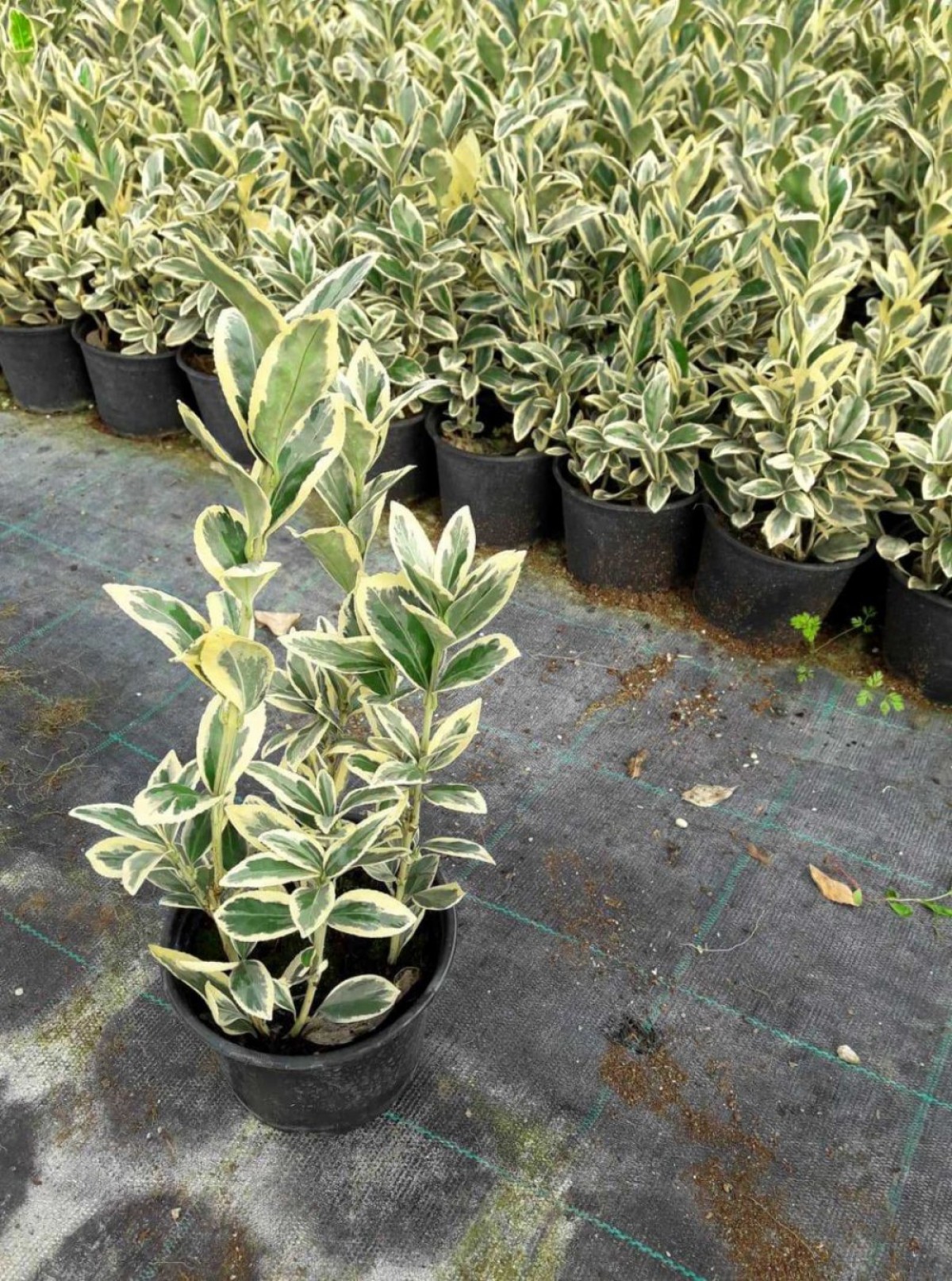 Bravo Taflan Euonymus Japonica Bravo 5 Adet