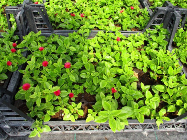 Buz Çiçeği Mesenbryanthemum Albatum 45 Adet Buz Çiçeği Mesenbryanthemum Albatum 45 Adet