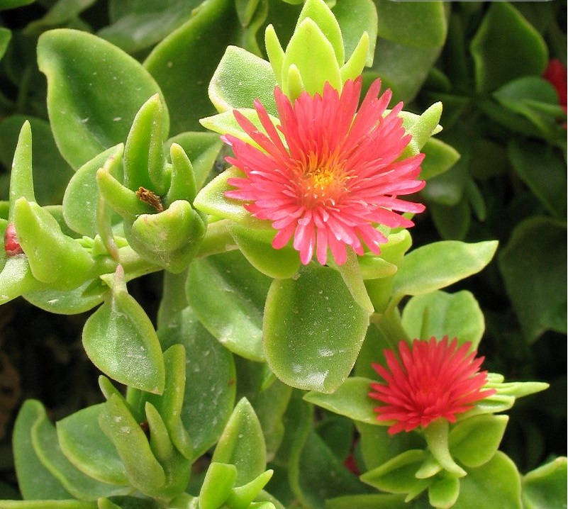 Buz Çiçeği Mesenbryanthemum Albatum 90 Adet Buz Çiçeği Mesenbryanthemum Albatum 90 Adet