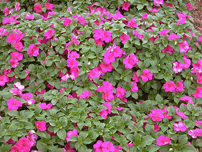 Cam Güzeli Çiçeği -İmpatiens walleriana - Pembe 5 Adet Cam Güzeli Çiçeği -İmpatiens walleriana - Pembe 5 Adet