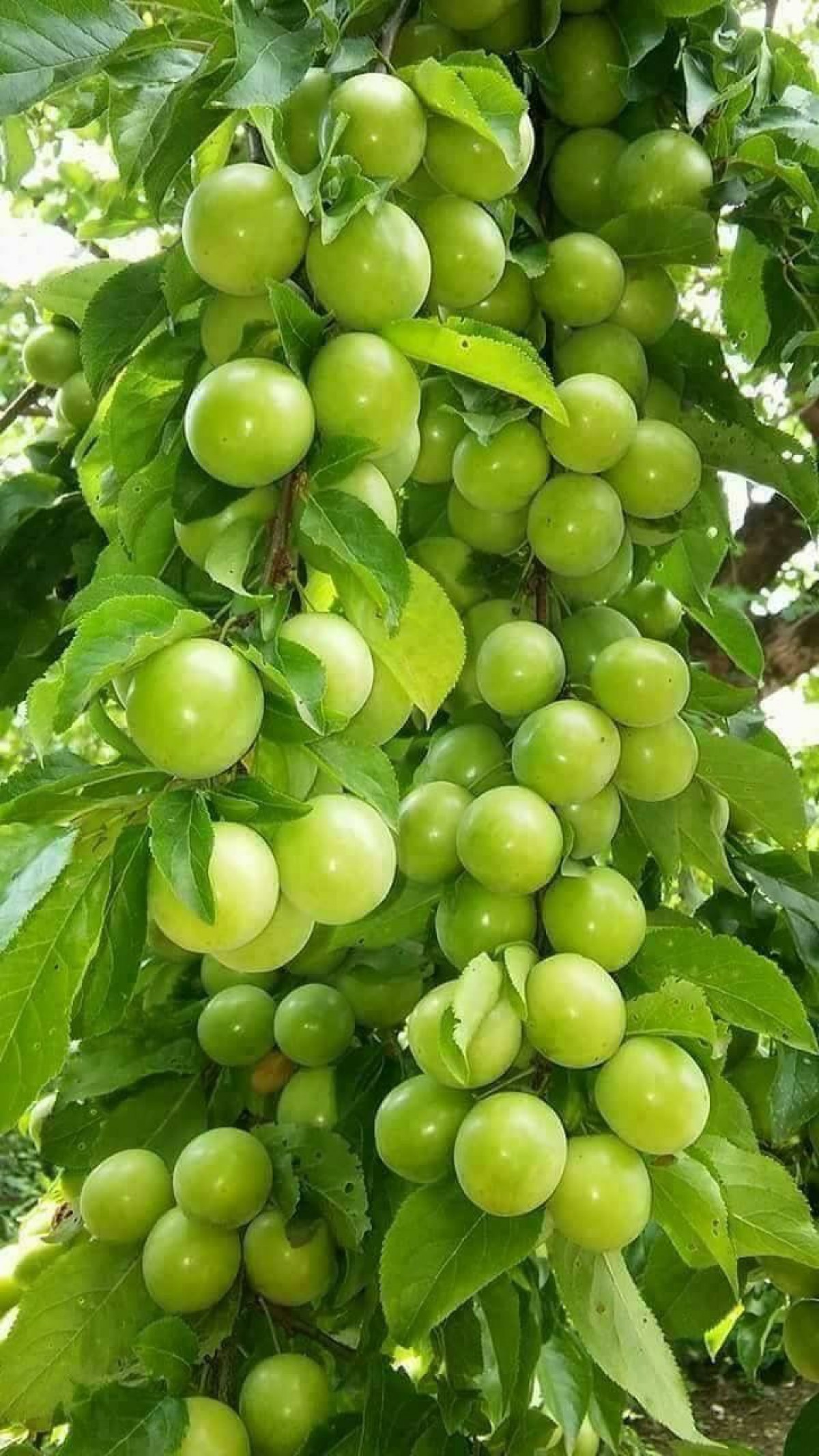 Can Erik Fidanı 3 Yaş Tüplü ve Aşılı Can Erik Fidanı 3 Yaş Tüplü ve Aşılı