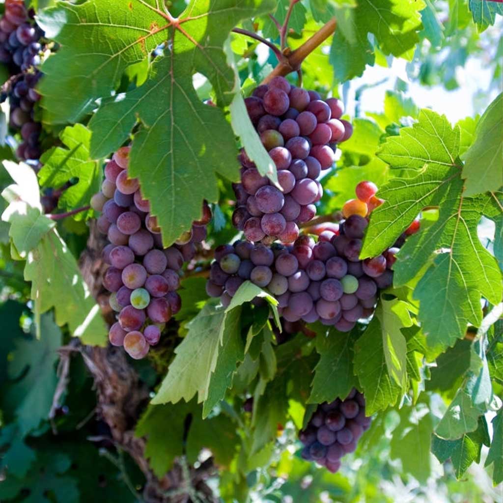 Cardinal Üzüm Fidanı 2 Yaş Tüplü Cardinal Üzüm Fidanı 2 Yaş Tüplü