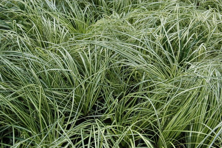 CAREX EVERGOLD 20 ADET - ÇOK YILLIK OTSU BİTKİ