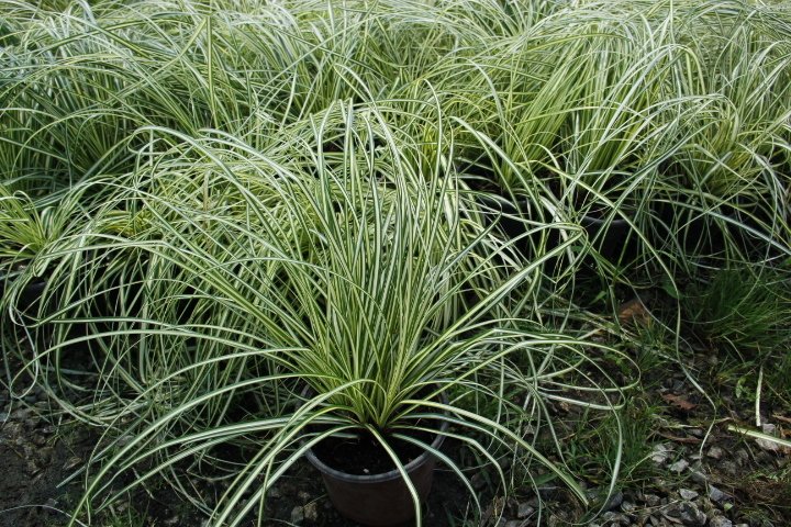 CAREX EVERGOLD 20 ADET - ÇOK YILLIK OTSU BİTKİ