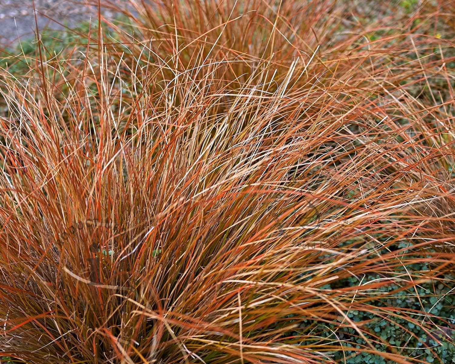 Carex Testacea 50'li Set - Otsu Yer Örtücü Bitki