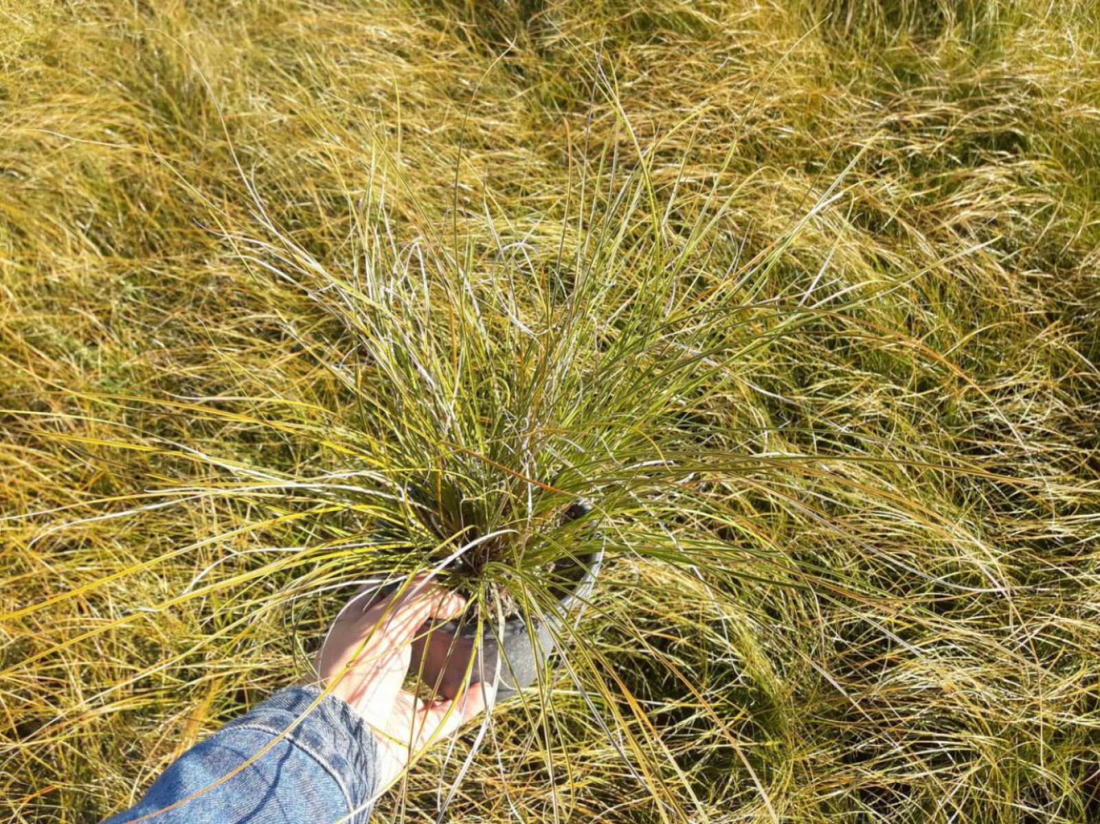 Carex Testacea 5'li Set - Otsu Yer Örtücü Bitki Carex Testacea 5'li Set - Otsu Yer Örtücü Bitki