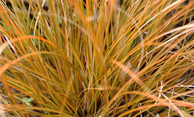 Carex Testacea  20'li Set - Otsu Yer Örtücü Bitki