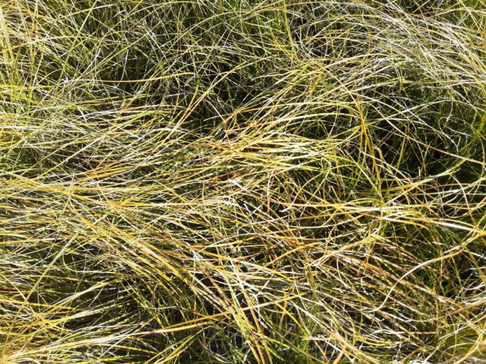 Carex Testacea 30'lu Set - Otsu Yer Örtücü Bitki