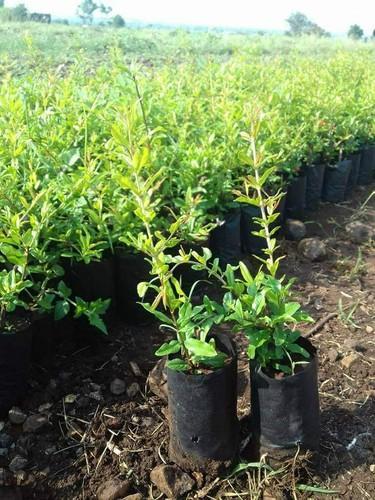 Çekirdeksiz Nar Fidanı Tüplü 2 Adet Çekirdeksiz Nar Fidanı Tüplü 2 Adet