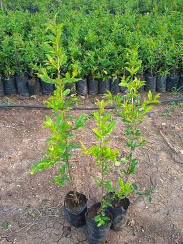 Çekirdeksiz Nar Fidanı Tüplü 2- 3 Yaş Çekirdeksiz Nar Fidanı Tüplü 2- 3 Yaş