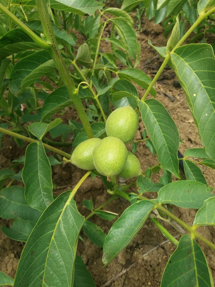 Chandler Ceviz Fidanı 3 Yaş Tüplü ve Aşılı 3 Adet