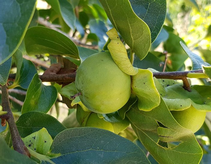 Çikolatalı Trabzon Hurması (Diospyros digyna) – "Black Sapote" 2 Adet