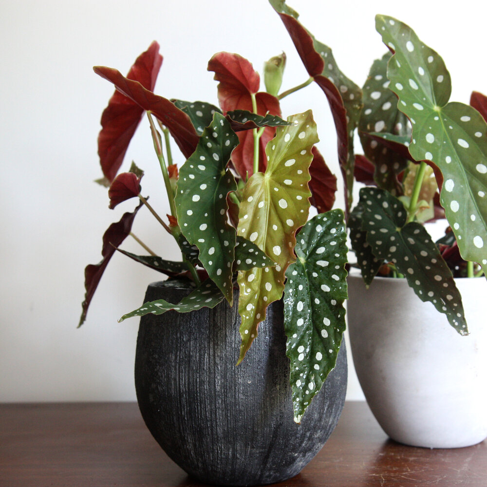 Çilli Begonya – Begonia Maculata Çilli Begonya – Begonia Maculata