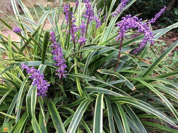 Çim Zambağı  'Liriope Muscari ' 20'li Set