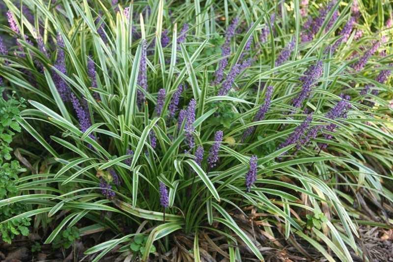 Çim Zambağı  'Liriope Muscari ' 20'li Set