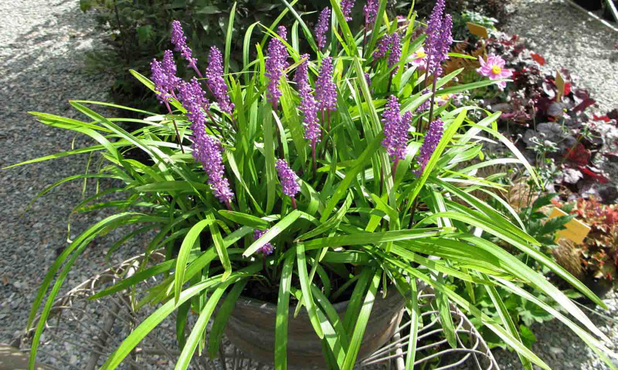Çim Zambağı 'Liriope Muscari' 3'lü Set Çim Zambağı 'Liriope Muscari' 3'lü Set