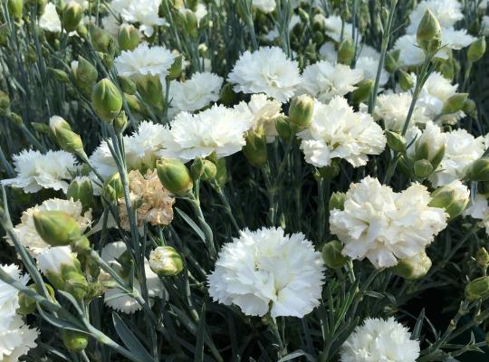 Çin Karanfili – Dianthus sinensis - Beyaz 5 Adet