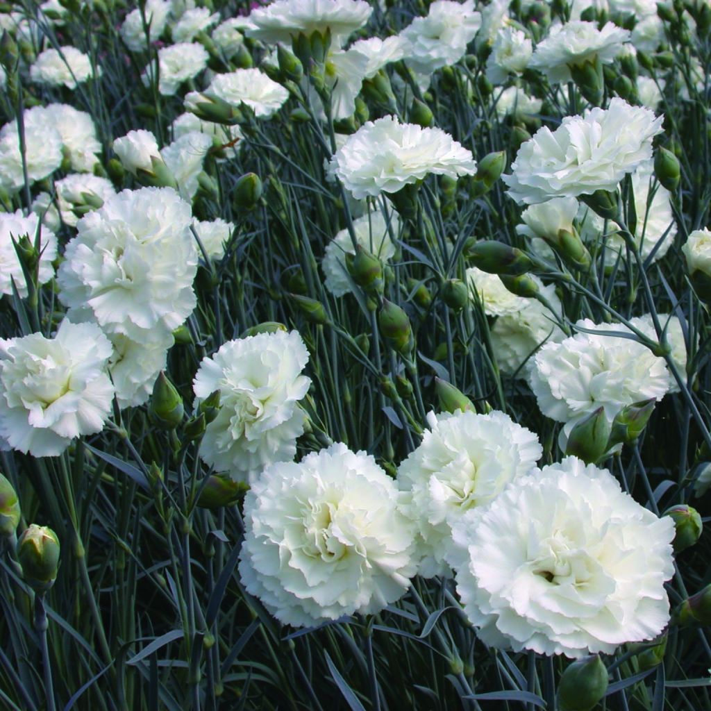 Çin Karanfili – Dianthus sinensis - Beyaz 5 Adet Çin Karanfili – Dianthus sinensis - Beyaz 5 Adet