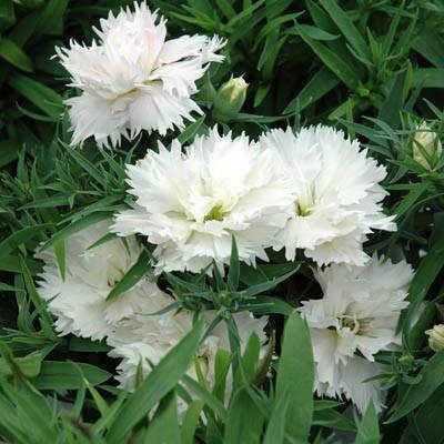 Çin Karanfili – Dianthus sinensis - Beyaz 5 Adet