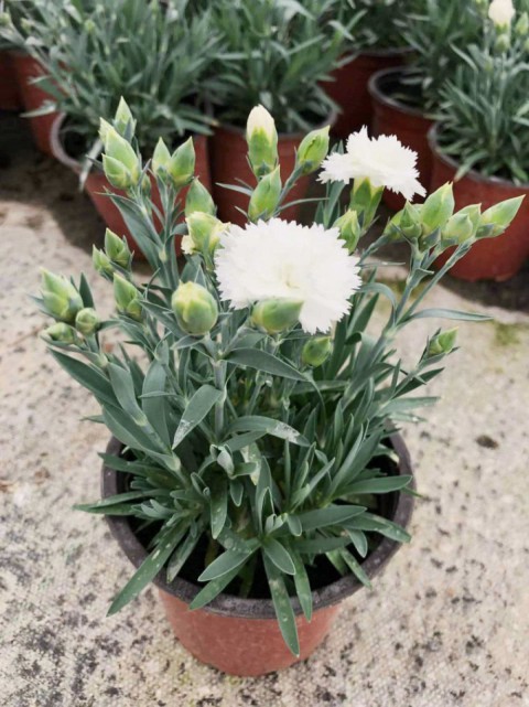 Çin Karanfili – Dianthus sinensis - Beyaz 5 Adet Çin Karanfili – Dianthus sinensis - Beyaz 5 Adet