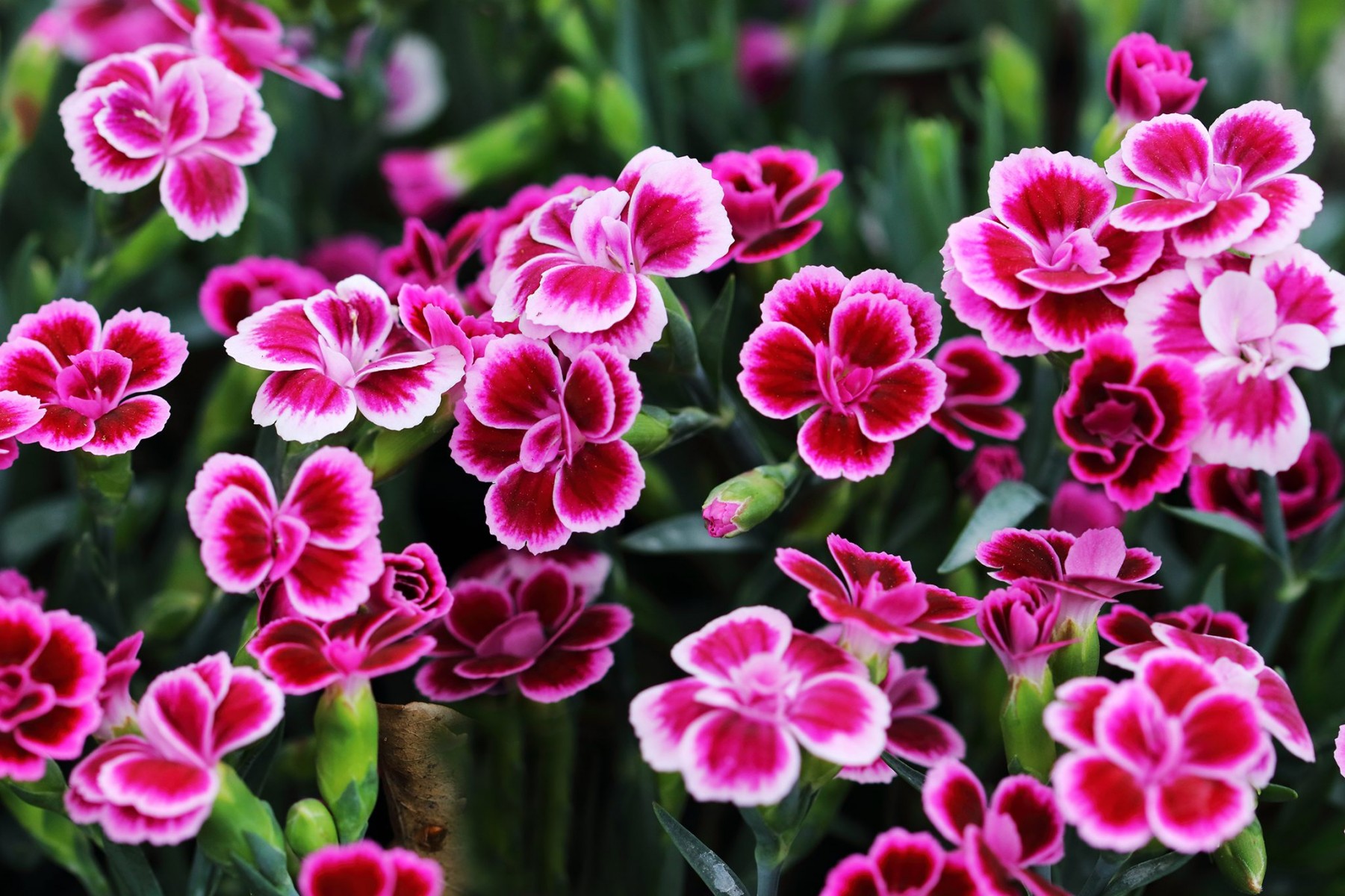 Çin Karanfili – Dianthus sinensis – Pembe 20 Adet