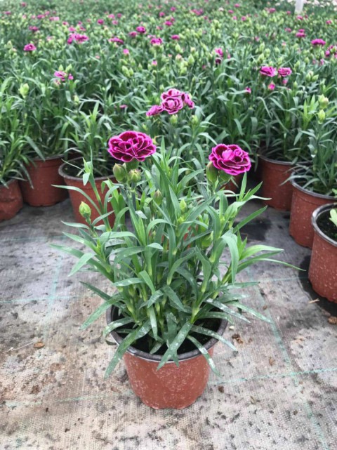Çin Karanfili – Dianthus sinensis – Pembe 20 Adet