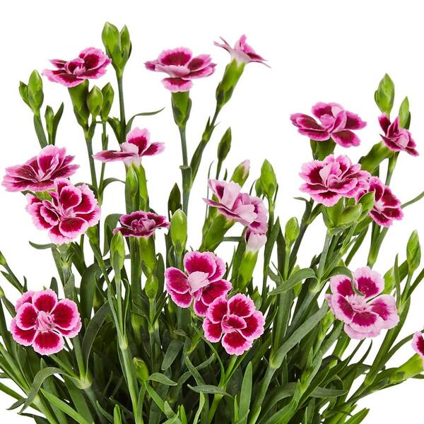 Çin Karanfili – Dianthus sinensis – Pembe 5 Adet Çin Karanfili – Dianthus sinensis – Pembe 5 Adet