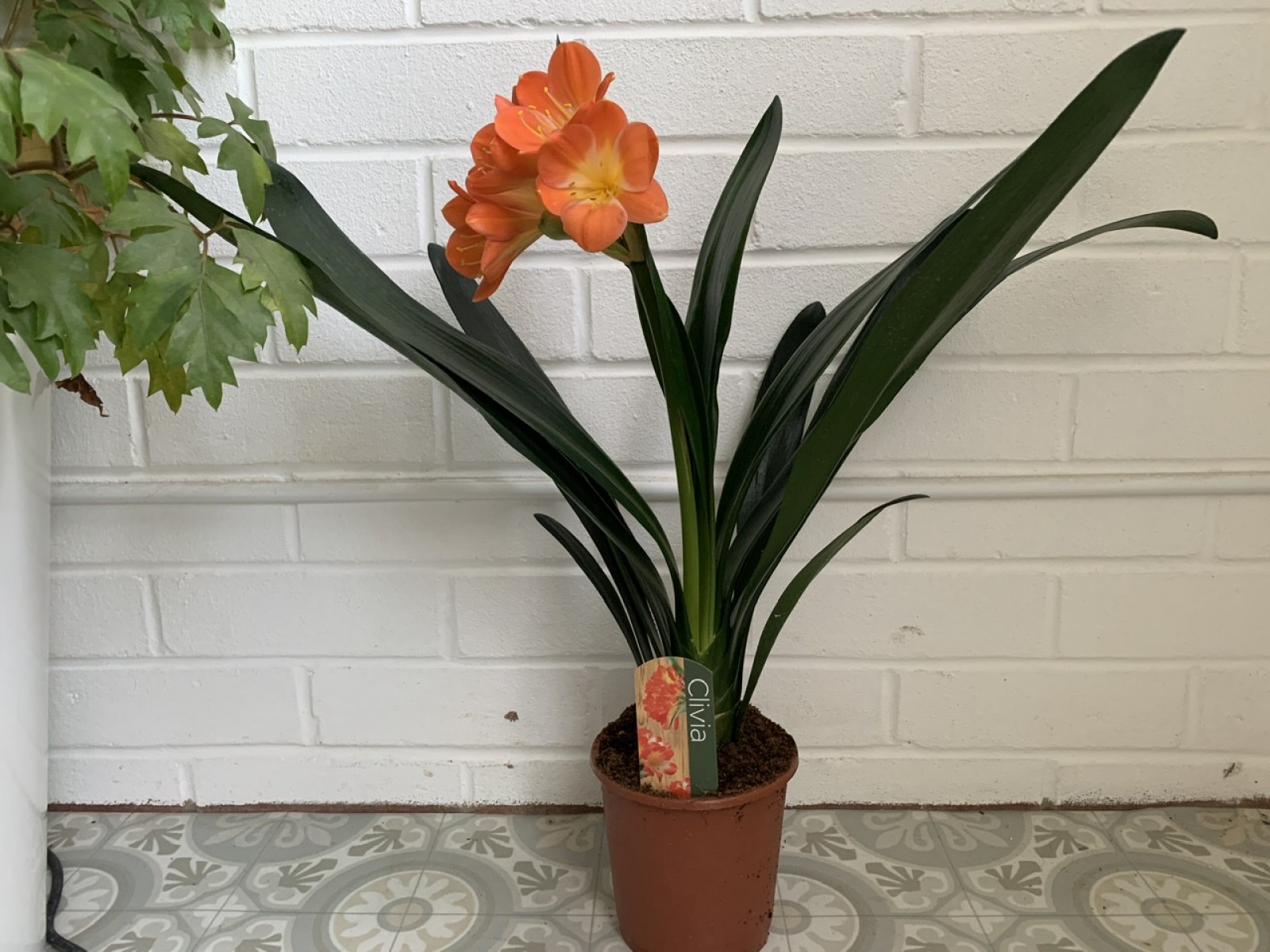 Clivia Miniata – Klivya Clivia Miniata – Klivya