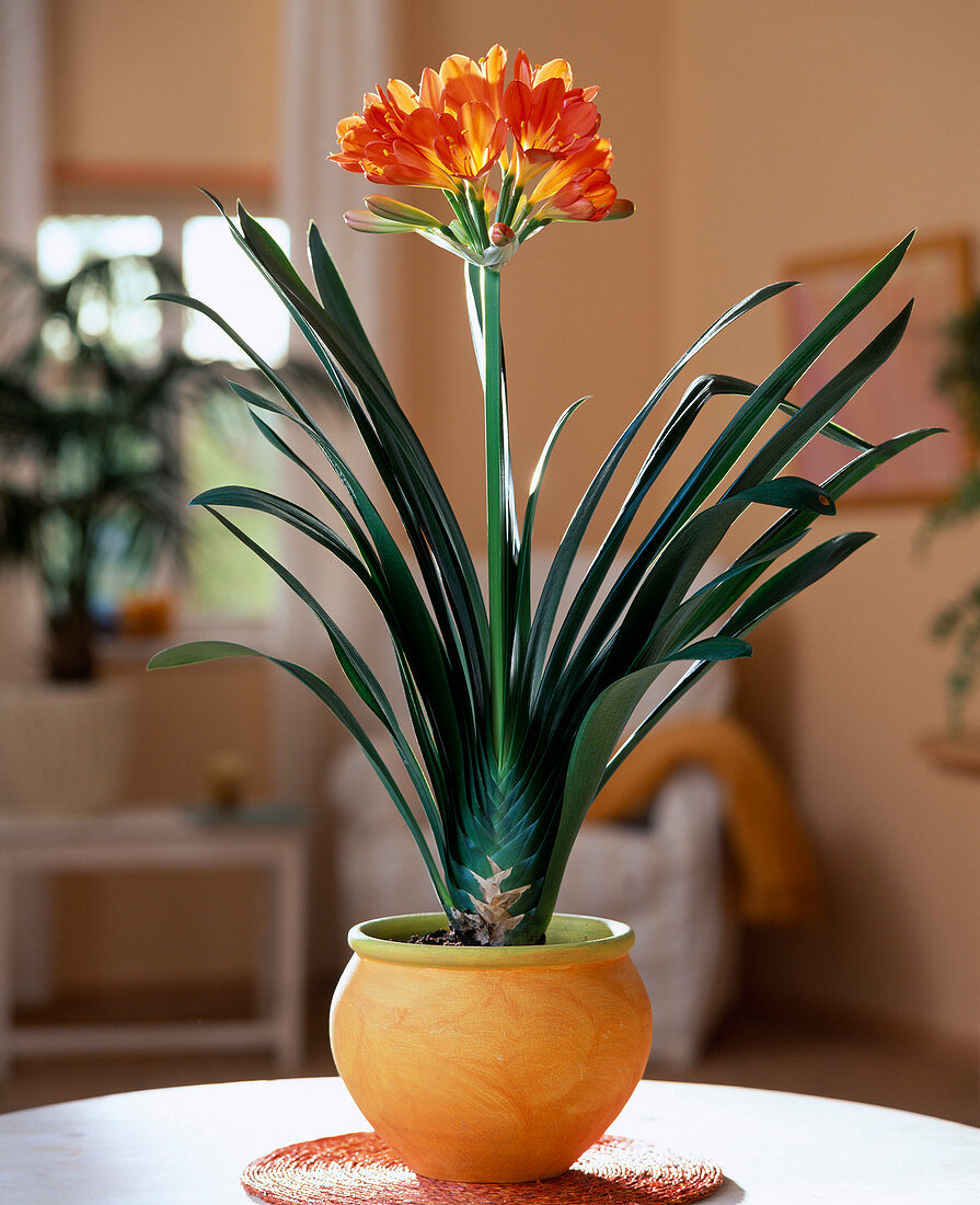 Clivia Miniata – Klivya Clivia Miniata – Klivya