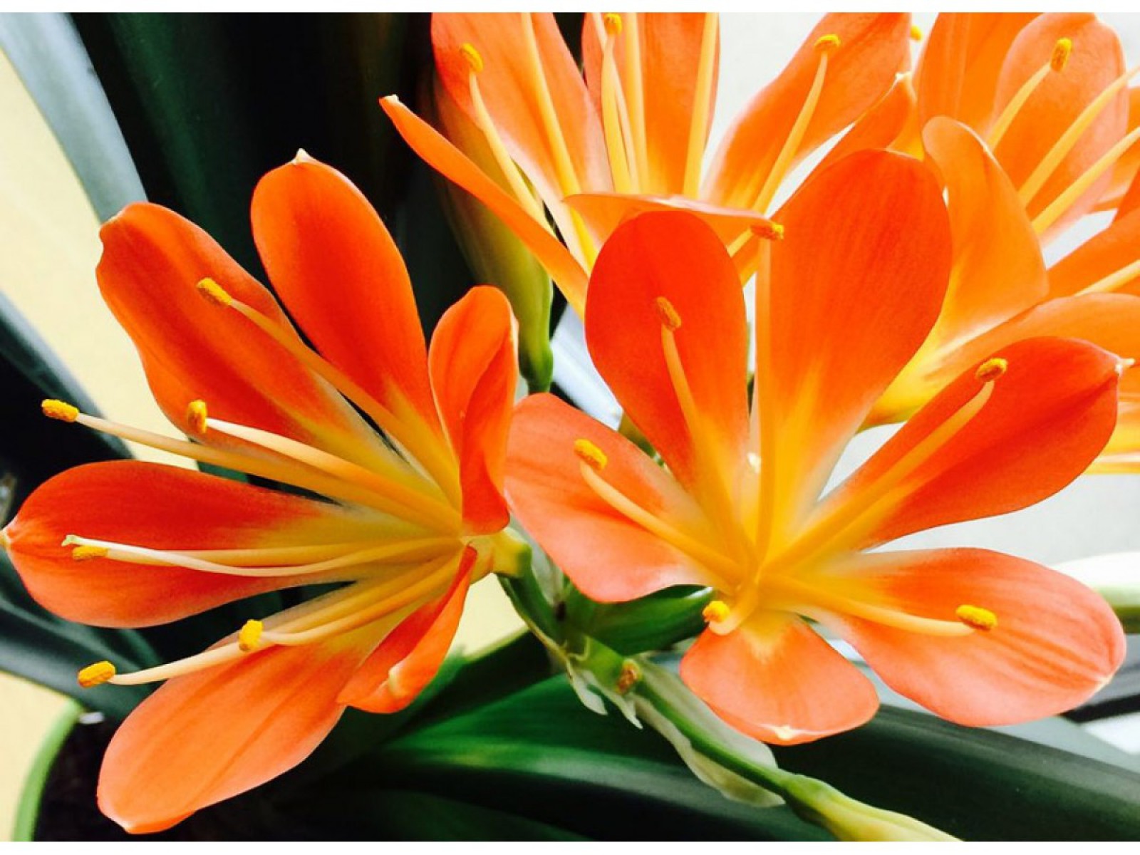 Clivia Miniata – Klivya Clivia Miniata – Klivya
