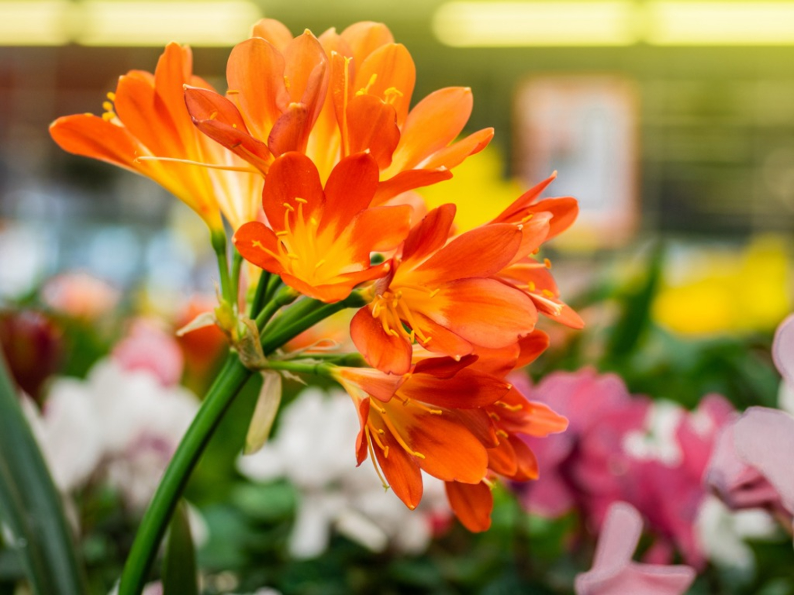 Clivia Miniata – Klivya Clivia Miniata – Klivya