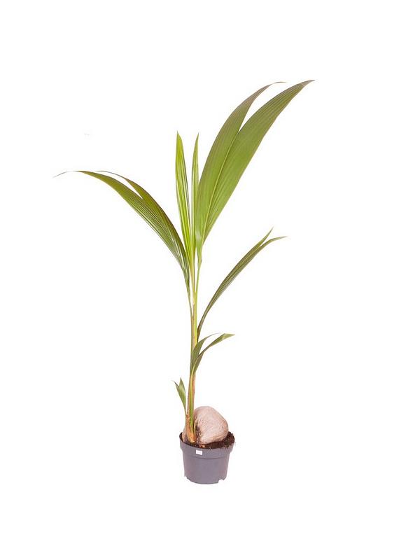 Kokos Bitkisi - Coconut Palm (Cocos Nucifera) 30-40 cm