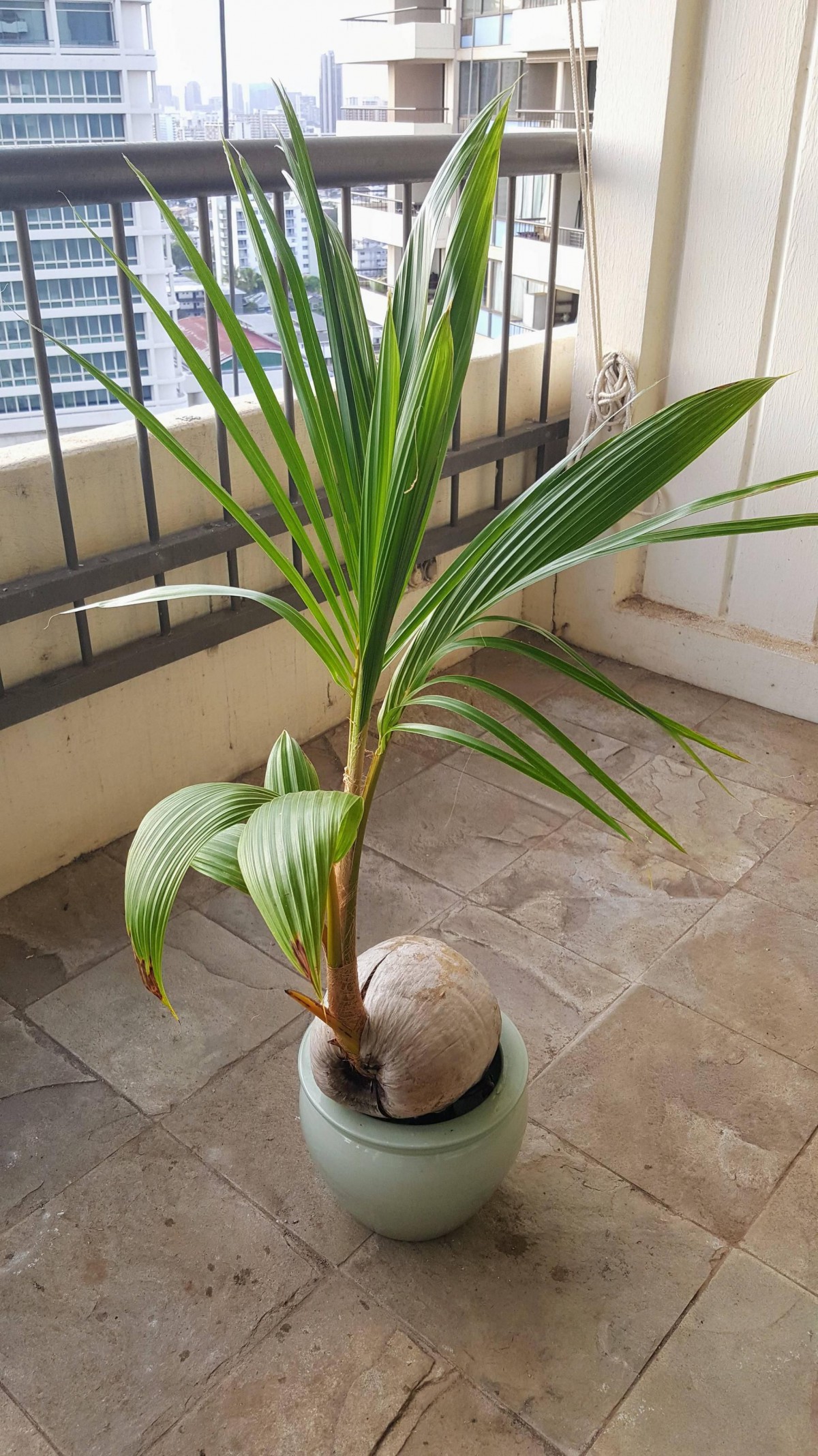 Kokos Bitkisi - Coconut Palm (Cocos Nucifera) 30-40 cm