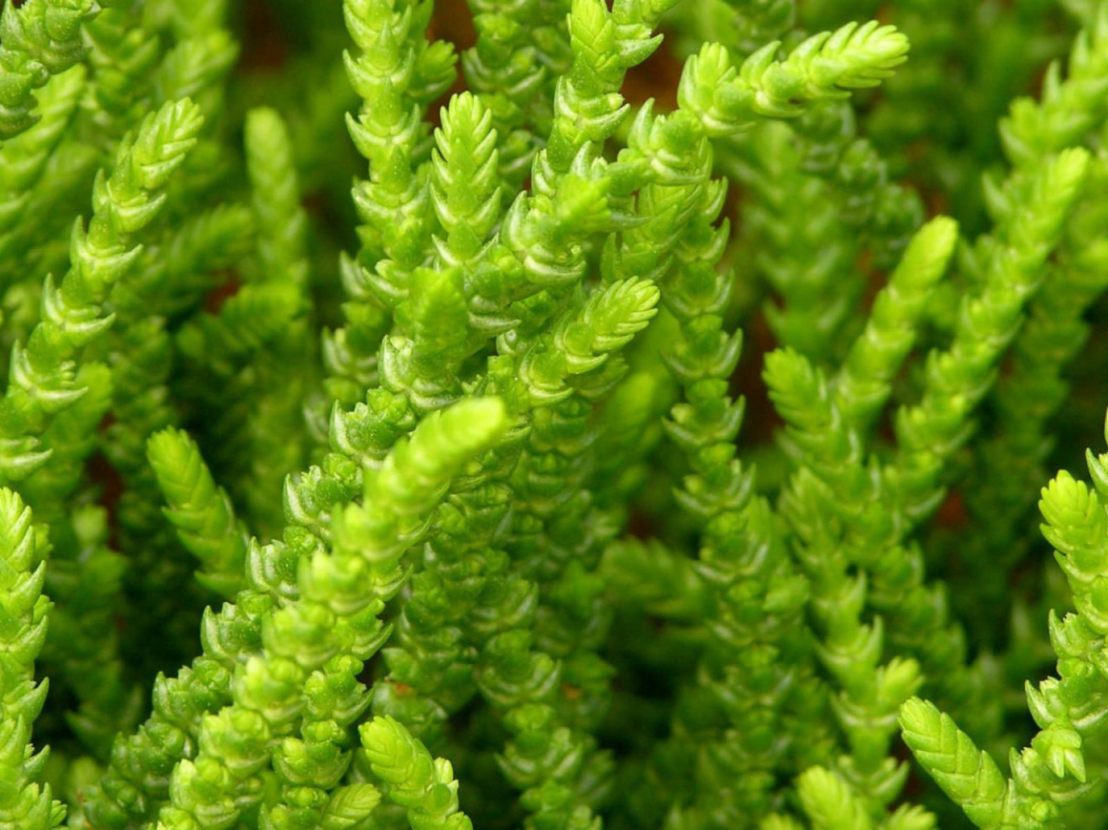 Prenses Çamı - Crassula muscosa 50 Adet