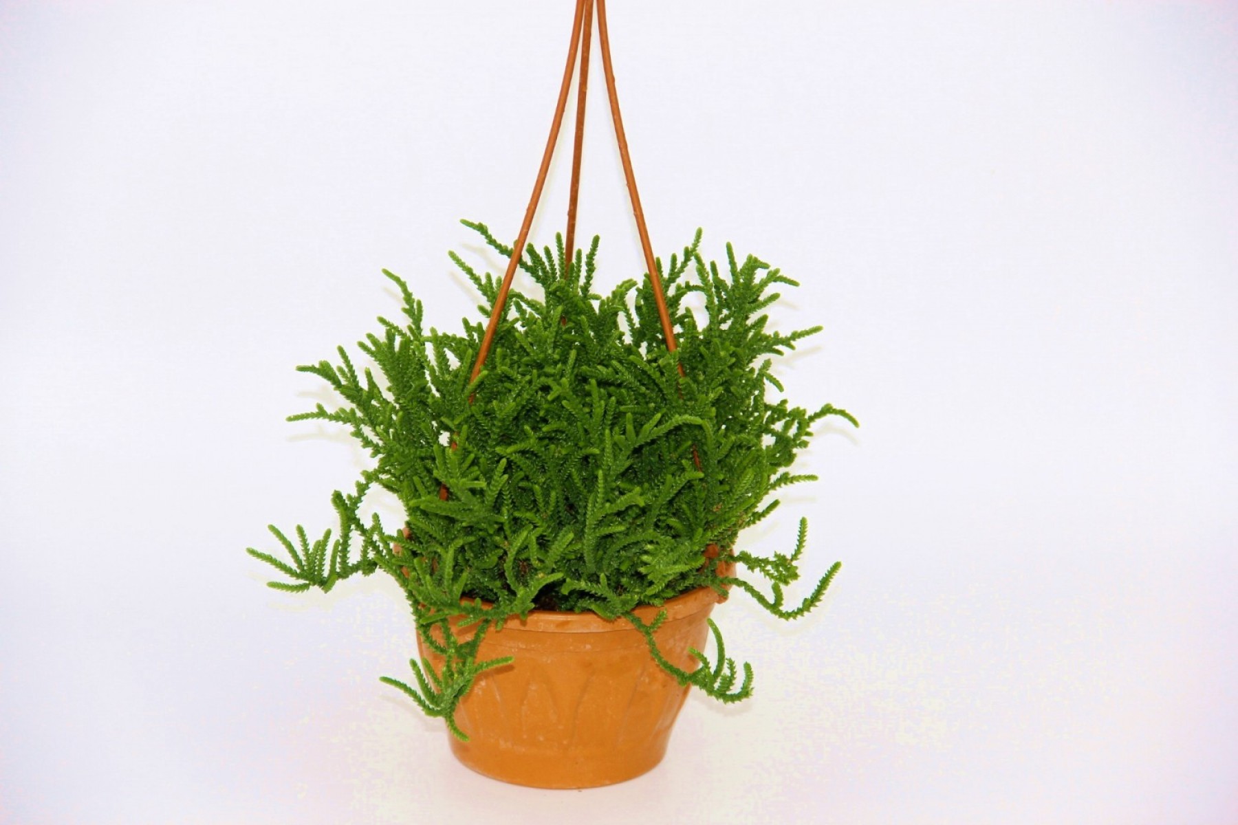 Crassula Muscosa Sukulent  - Askılı Saksı 2 Adet