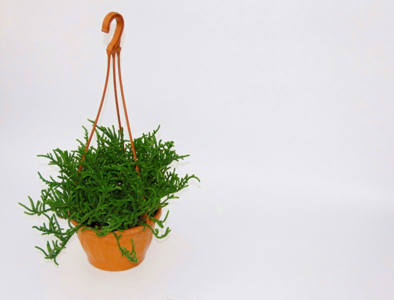 Crassula Muscosa Sukulent - Askılı Saksı 2 Adet Crassula Muscosa Sukulent - Askılı Saksı 2 Adet