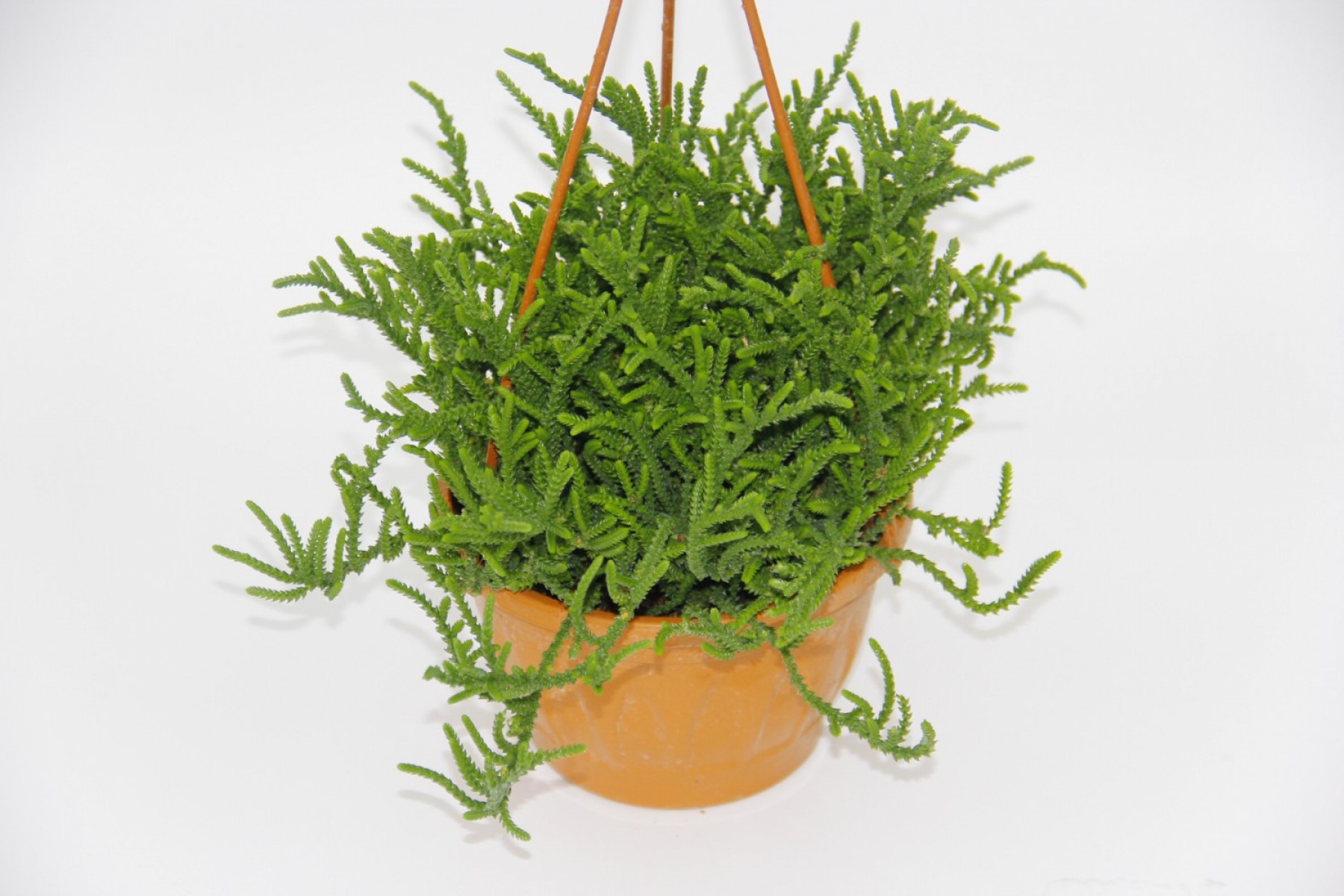 Crassula Muscosa Sukulent  - Askılı Saksı 3 Adet