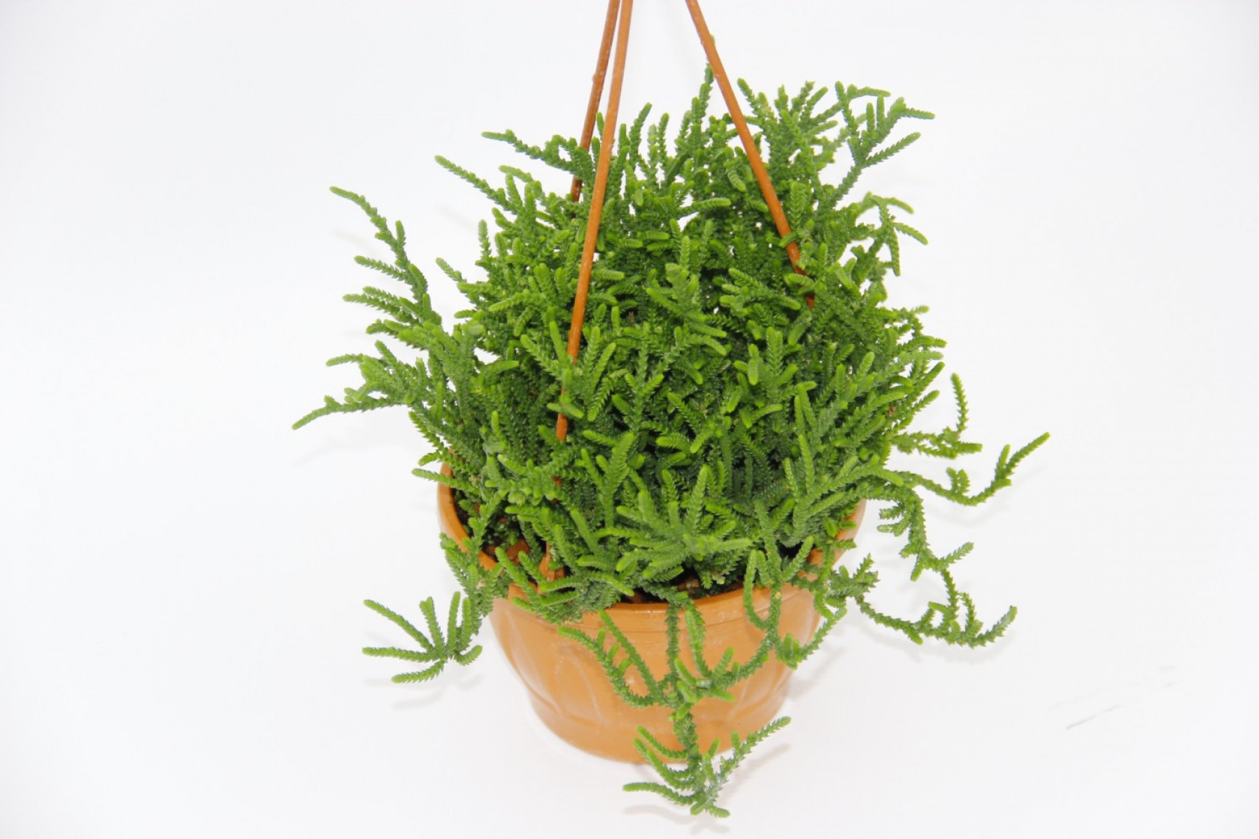 Crassula Muscosa Sukulent  - Askılı Saksı 5 Adet