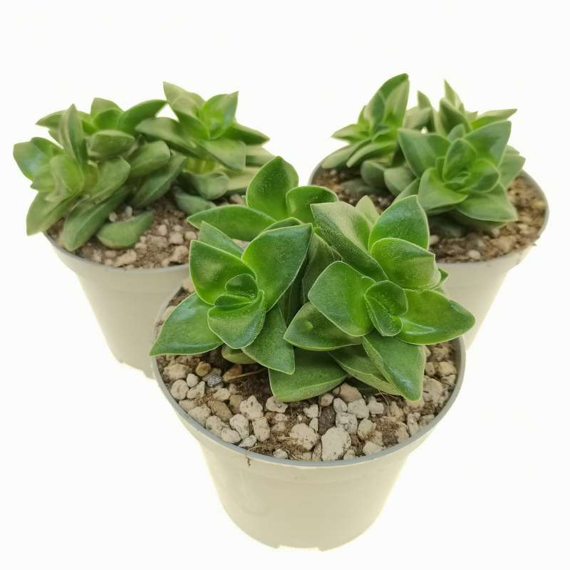 Crassula Springtime 20 Adet Crassula Springtime 20 Adet