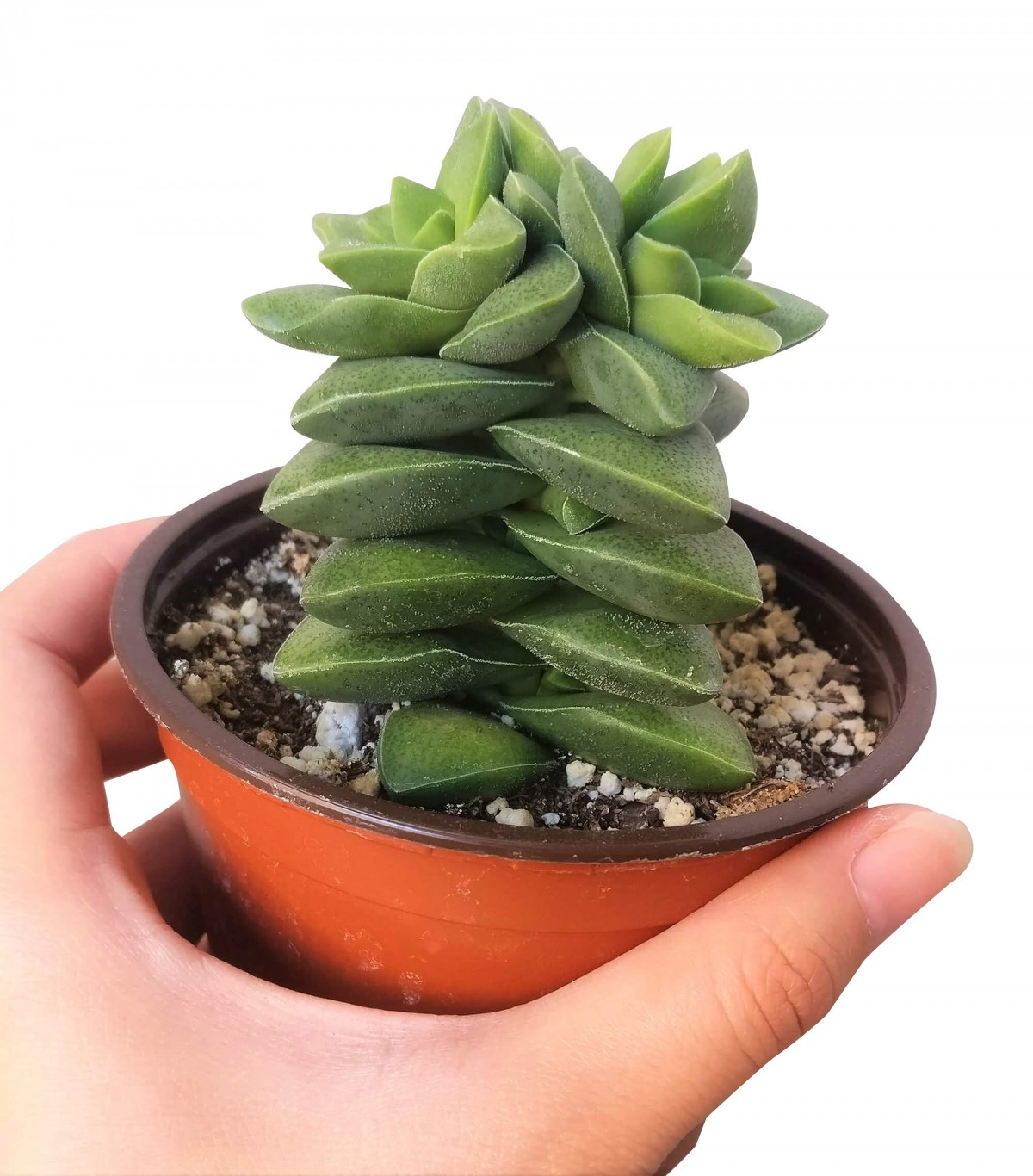 Crassula Springtime 5 Adet Crassula Springtime 5 Adet