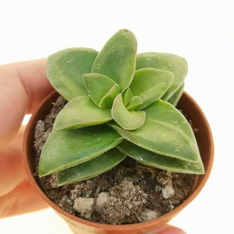 Crassula Springtime 5 Adet Crassula Springtime 5 Adet