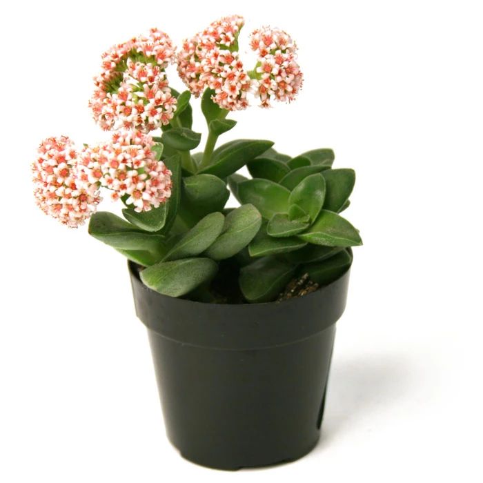 Crassula Springtime 5 Adet Crassula Springtime 5 Adet