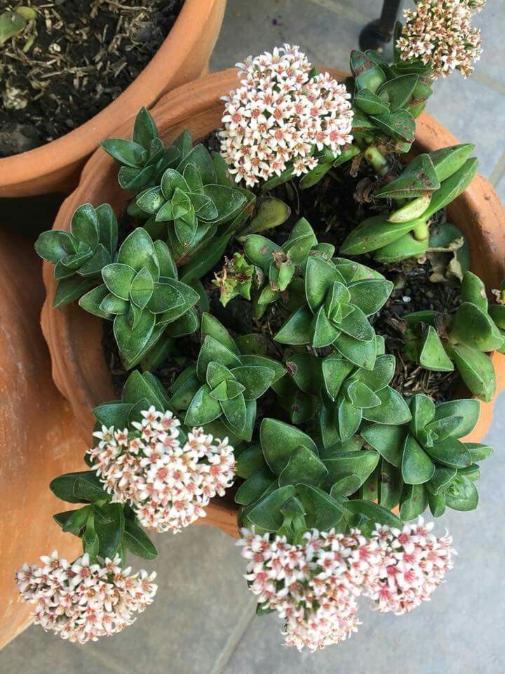 Crassula Springtime 5 Adet Crassula Springtime 5 Adet