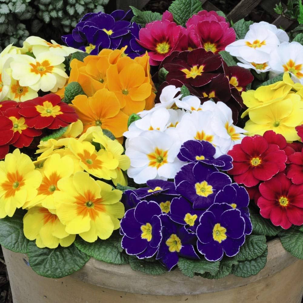 Çuha Çiçeği Primula 10 Adet