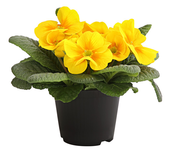 Çuha Çiçeği Primula 10 Adet